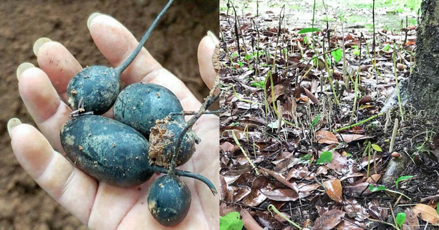 Kỳ bí loại nấm như quả trứng đen, tiền triệu vẫn không bán - Hình 9 Ky bi loai nam nhu qua trung den, tien trieu van khong ban-Hinh-9