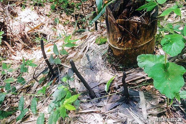 Kỳ bí loại nấm như quả trứng đen, tiền triệu vẫn không bán - Hình 6 Ky bi loai nam nhu qua trung den, tien trieu van khong ban-Hinh-6