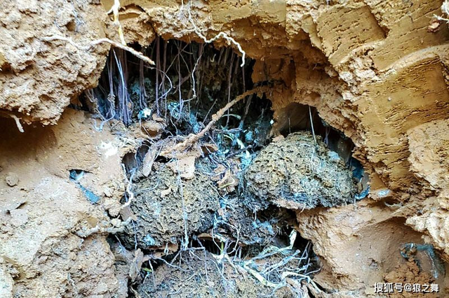 Kỳ bí loại nấm như quả trứng đen, tiền triệu vẫn không bán - Hình 8 Ky bi loai nam nhu qua trung den, tien trieu van khong ban-Hinh-8