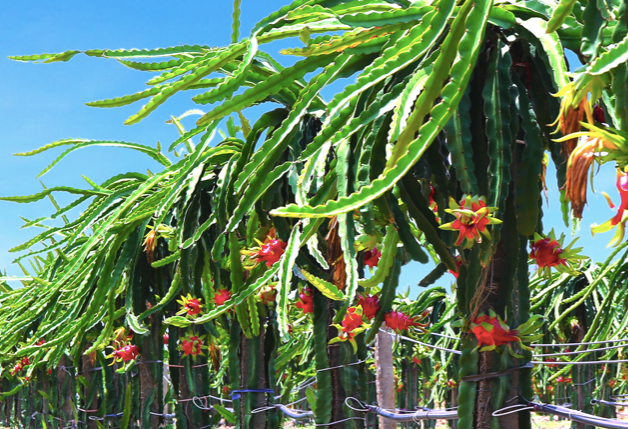 Nong nghiep Hoang Anh Gia Lai da co lai trong quy 1 nhung van con nhieu van de