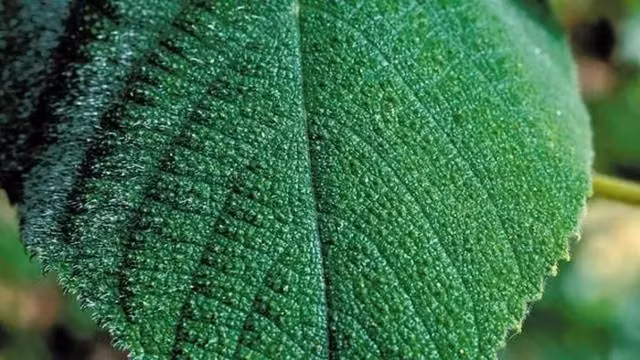 Can trong voi loai cay co the tiet ra noc doc kinh khung-Hinh-3