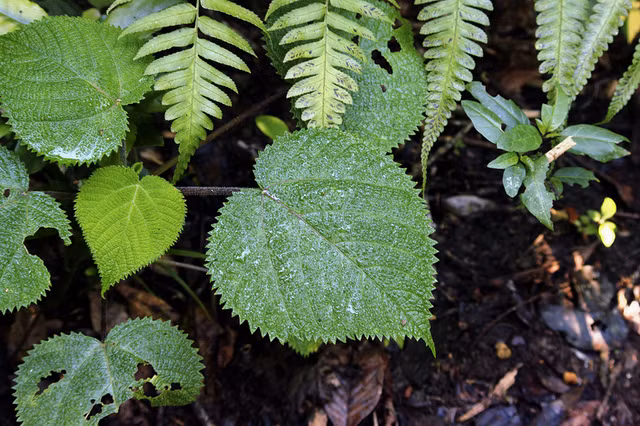 Can trong voi loai cay co the tiet ra noc doc kinh khung-Hinh-7