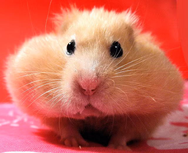 Bat ngo nhung dong vat nho xiu ma mieng rong nhat the gioi-Hinh-3