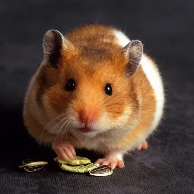 Bat ngo nhung dong vat nho xiu ma mieng rong nhat the gioi-Hinh-5