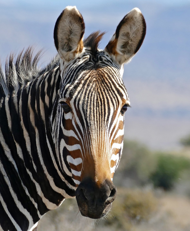 Nhung tac dung thu vi cua duong ke soc tren than ngua van-Hinh-2