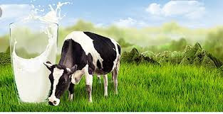 Vinamilk đã giành thêm thị phần trong thời kỳ đại dịch? Vinamilk da gianh them thi phan trong thoi ky dai dich?