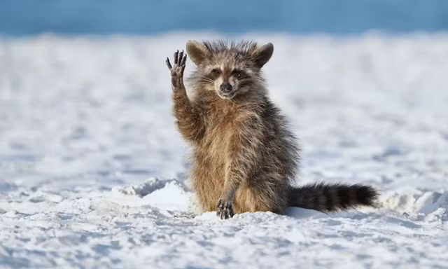 Những hình ảnh hài hước thú vị trong thế giới động vật - Hình 2 Nhung hinh anh hai huoc thu vi trong the gioi dong vat-Hinh-2