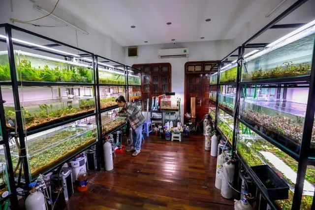 Lại thêm trào lưu săn cây thủy sinh siêu đắt đỏ ở Hà Nội Lai them trao luu san cay thuy sinh sieu dat do o Ha Noi