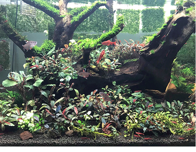 Lai them trao luu san cay thuy sinh sieu dat do o Ha Noi-Hinh-11
