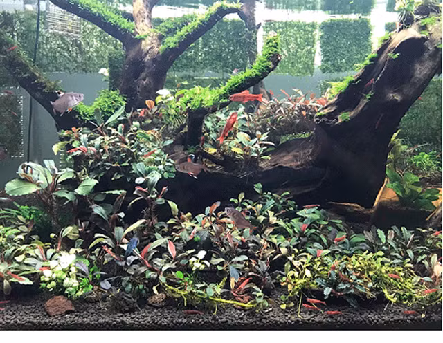 Lai them trao luu san cay thuy sinh sieu dat do o Ha Noi-Hinh-11