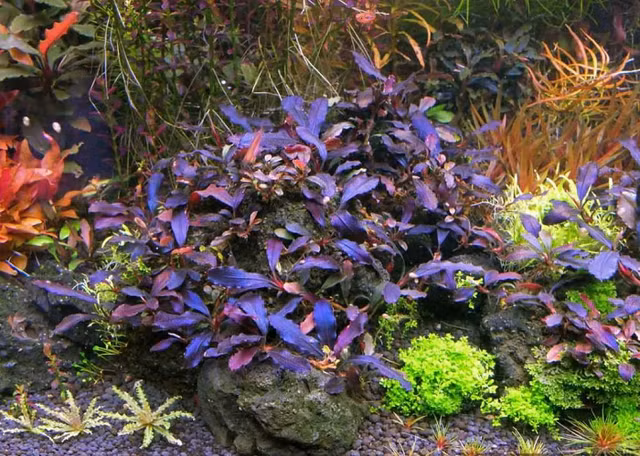 Lai them trao luu san cay thuy sinh sieu dat do o Ha Noi-Hinh-4