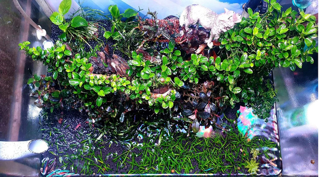 Lai them trao luu san cay thuy sinh sieu dat do o Ha Noi-Hinh-2