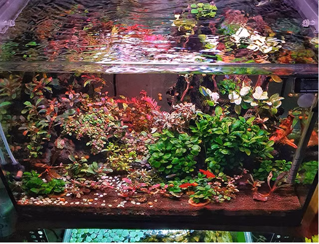 Lai them trao luu san cay thuy sinh sieu dat do o Ha Noi-Hinh-12