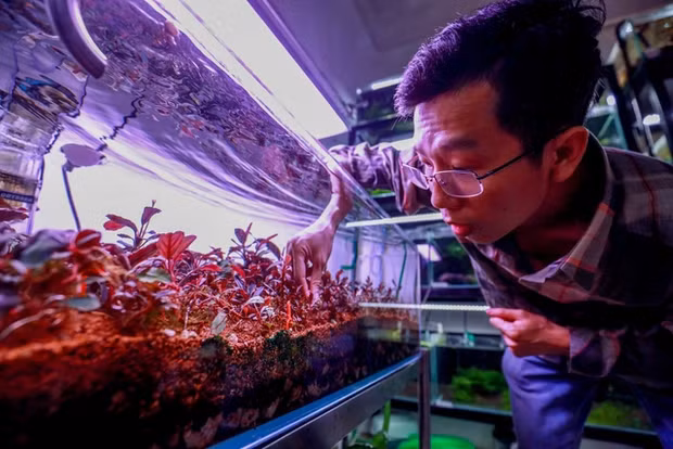 Lai them trao luu san cay thuy sinh sieu dat do o Ha Noi-Hinh-5
