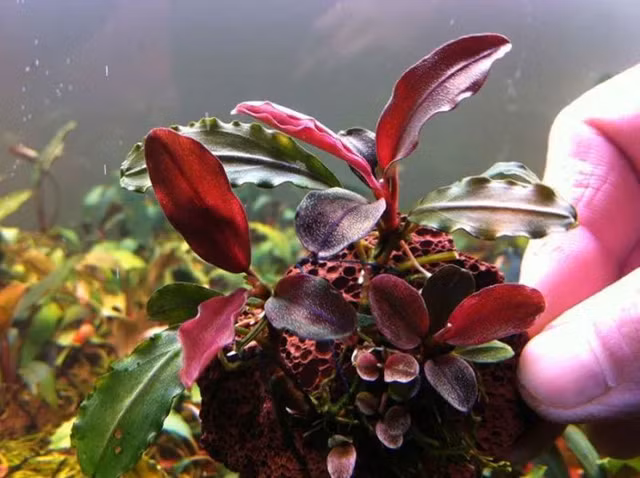 Lai them trao luu san cay thuy sinh sieu dat do o Ha Noi-Hinh-3