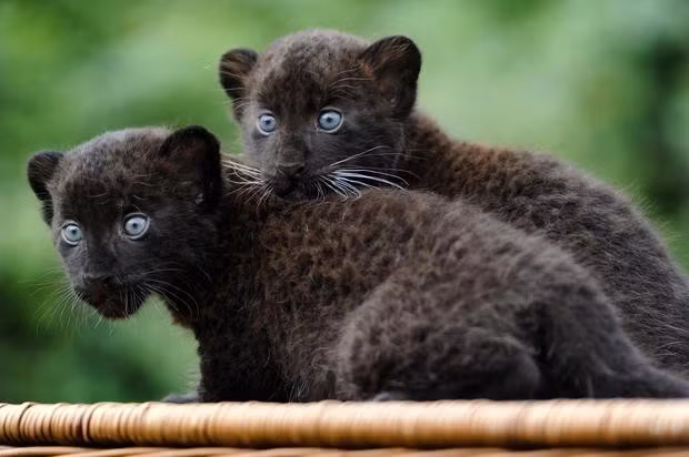 Su that thu vi ve bao den Black Panther hu cau-Hinh-12