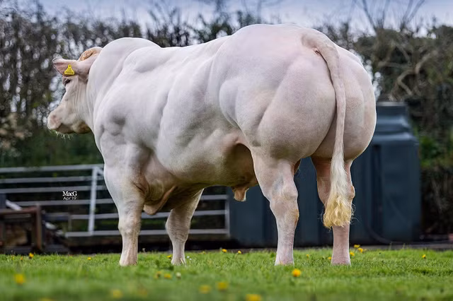 Biet gi ve giong bo “co bap” sap lo dien tai Viet Nam?-Hinh-2