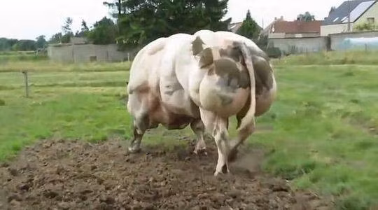 Biet gi ve giong bo “co bap” sap lo dien tai Viet Nam?-Hinh-6