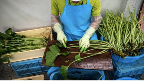 Vì sao củ wasabi tươi ăn kèm sushi Nhật luôn thuộc dạng đắt đỏ bậc nhất thế giới? - Hình 5 Vi sao cu wasabi tuoi an kem sushi Nhat luon thuoc dang dat do bac nhat the gioi?-Hinh-5