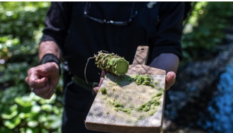 Vì sao củ wasabi tươi ăn kèm sushi Nhật luôn thuộc dạng đắt đỏ bậc nhất thế giới? - Hình 2 Vi sao cu wasabi tuoi an kem sushi Nhat luon thuoc dang dat do bac nhat the gioi?-Hinh-2