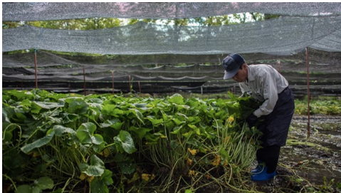 Vì sao củ wasabi tươi ăn kèm sushi Nhật luôn thuộc dạng đắt đỏ bậc nhất thế giới? - Hình 3 Vi sao cu wasabi tuoi an kem sushi Nhat luon thuoc dang dat do bac nhat the gioi?-Hinh-3