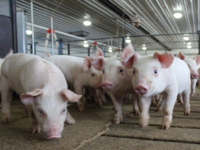 Giá heo hơi hôm nay 23/4: Lên lại đỉnh 95.000 đồng/kg Gia heo hoi hom nay 23/4: Len lai dinh 95.000 dong/kg