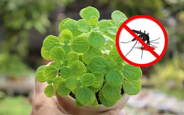 Chuyên gia chỉ cách đuổi muỗi vừa khoa học vừa đảm bảo sức khoẻ - Hình 6 Chuyen gia chi cach duoi muoi vua khoa hoc vua dam bao suc khoe-Hinh-6