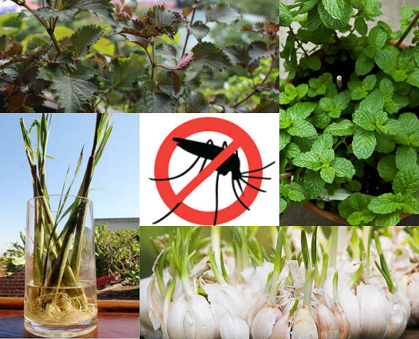 Chuyên gia chỉ cách đuổi muỗi vừa khoa học vừa đảm bảo sức khoẻ - Hình 5 Chuyen gia chi cach duoi muoi vua khoa hoc vua dam bao suc khoe-Hinh-5