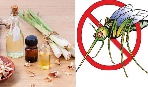 Chuyên gia chỉ cách đuổi muỗi vừa khoa học vừa đảm bảo sức khoẻ - Hình 8 Chuyen gia chi cach duoi muoi vua khoa hoc vua dam bao suc khoe-Hinh-8