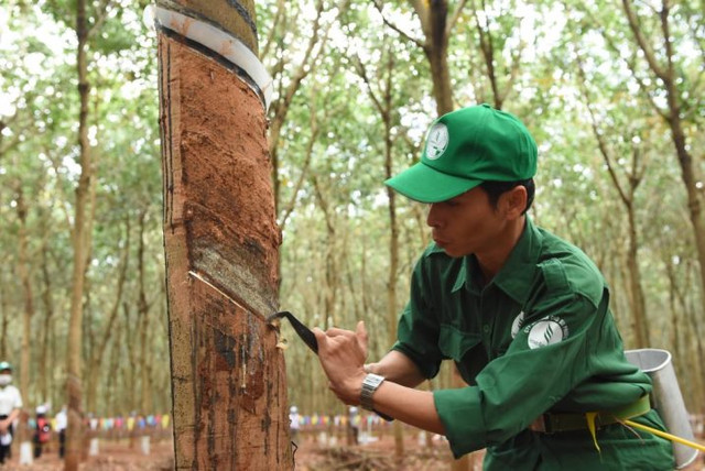Quý 2 báo lãi lớn, 6 tháng Cao su Phước Hòa vẫn đi ngang Quy 2 bao lai lon, 6 thang Cao su Phuoc Hoa van di ngang