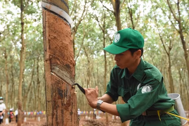 Quy 2 bao lai lon, 6 thang Cao su Phuoc Hoa van di ngang