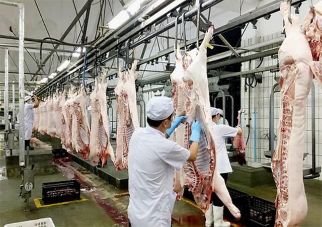 Giá heo hơi hôm nay 12/10: Đang có xu hướng ổn định Gia heo hoi hom nay 12/10: Dang co xu huong on dinh