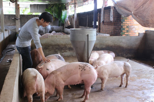 Giá heo hơi hôm nay 14/5: Hiếm hàng, làm sao đưa về mức 60.000 đồng/kg? Gia heo hoi hom nay 14/5: Hiem hang, lam sao dua ve muc 60.000 dong/kg?