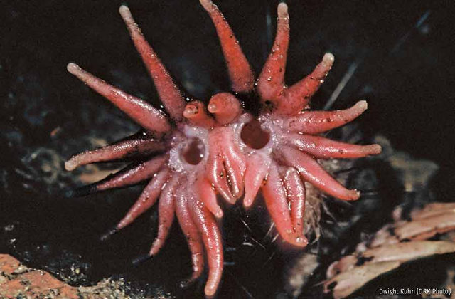 Ám ảnh khi nhìn thấy những con vật quái dị này - Hình 5 Am anh khi nhin thay nhung con vat quai di nay-Hinh-5