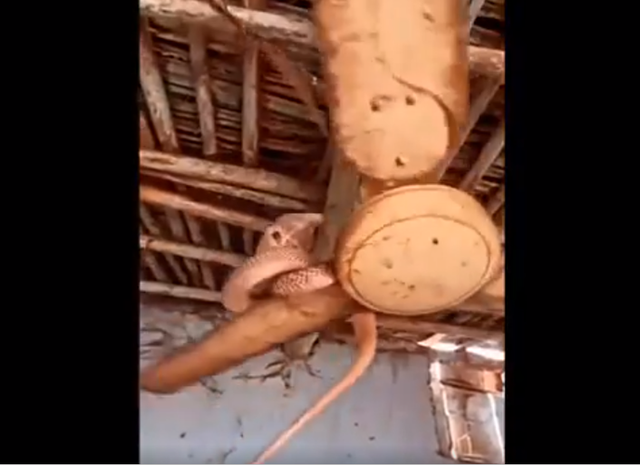 Hoảng hồn phát hiện 'quái thú' khi mở cửa ra ngoài - Hình 4 Hoang hon phat hien 'quai thu' khi mo cua ra ngoai-Hinh-4