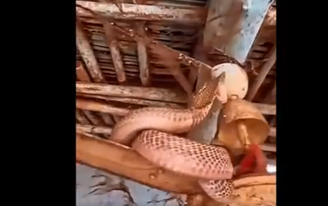 Hoảng hồn phát hiện 'quái thú' khi mở cửa ra ngoài - Hình 3 Hoang hon phat hien 'quai thu' khi mo cua ra ngoai-Hinh-3