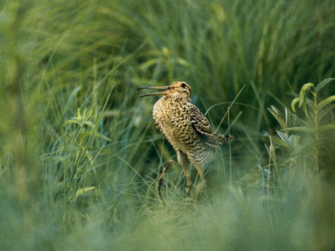 Chim dẽ giun bay hơn 6.000km trong 3 ngày mà không cần ăn uống - Hình 2 Chim de giun bay hon 6.000km trong 3 ngay ma khong can an uong-Hinh-2