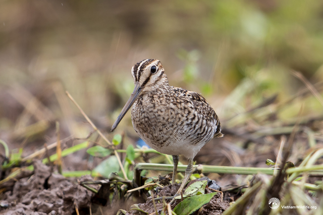 Chim dẽ giun bay hơn 6.000km trong 3 ngày mà không cần ăn uống - Hình 3 Chim de giun bay hon 6.000km trong 3 ngay ma khong can an uong-Hinh-3