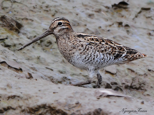 Chim dẽ giun bay hơn 6.000km trong 3 ngày mà không cần ăn uống - Hình 5 Chim de giun bay hon 6.000km trong 3 ngay ma khong can an uong-Hinh-5
