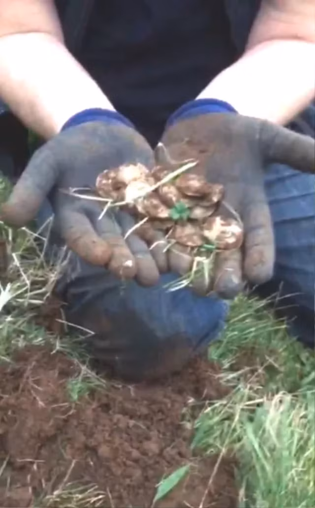 Khai quat mot kho bau lon khi dang tim kiem chiec nhan cuoi bi mat