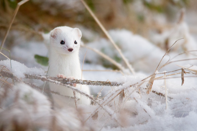 Kỳ lạ các loài thay đổi màu sắc bộ lông vào mùa đông Ky la cac loai thay doi mau sac bo long vao mua dong