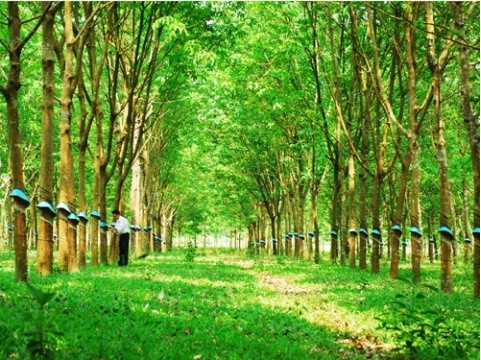 PHR báo lãi quý 3 giảm mạnh 54% về còn 64 tỷ đồng PHR bao lai quy 3 giam manh 54% ve con 64 ty dong