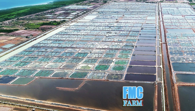 CP Viet Nam se mua 6,5 trieu co phieu FMC voi gia 50.000 dong/cp