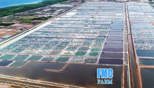 CP Viet Nam se mua 6,5 trieu co phieu FMC voi gia 50.000 dong/cp