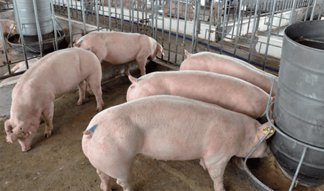 Gia heo hoi hom nay 12/5: Khong co dau hieu giam