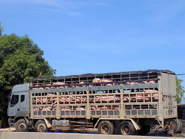 Giá heo hơi hôm nay 12/6: Bắt đầu được nhập heo sống, thị trường tiếp tục giảm Gia heo hoi hom nay 12/6: Bat dau duoc nhap heo song, thi truong tiep tuc giam