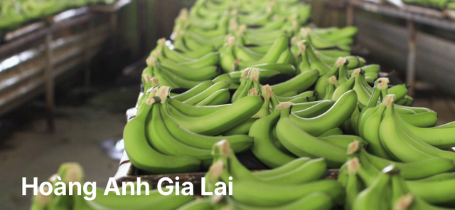 Nợ vay 7.000 tỷ, HAG làm gì để giảm lỗ lũy kế, cổ phiếu thoát cảnh báo? No vay 7.000 ty, HAG lam gi de giam lo luy ke, co phieu thoat canh bao?