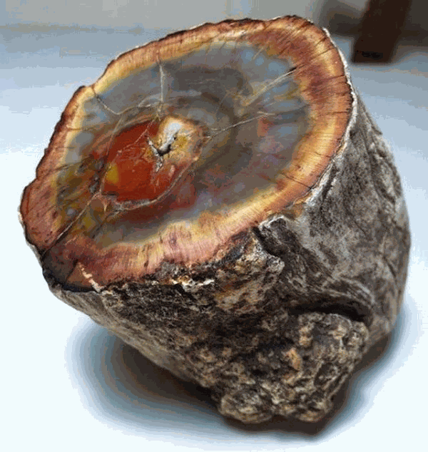 Loại gỗ báu vật quý hơn cả vàng - Hình 2 Loai go bau vat quy hon ca vang-Hinh-2