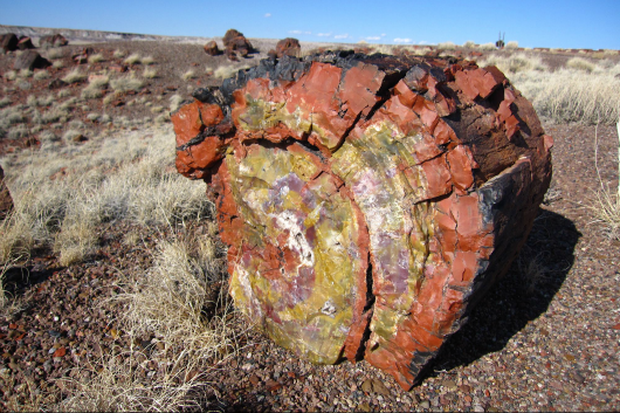 Loại gỗ báu vật quý hơn cả vàng - Hình 3 Loai go bau vat quy hon ca vang-Hinh-3