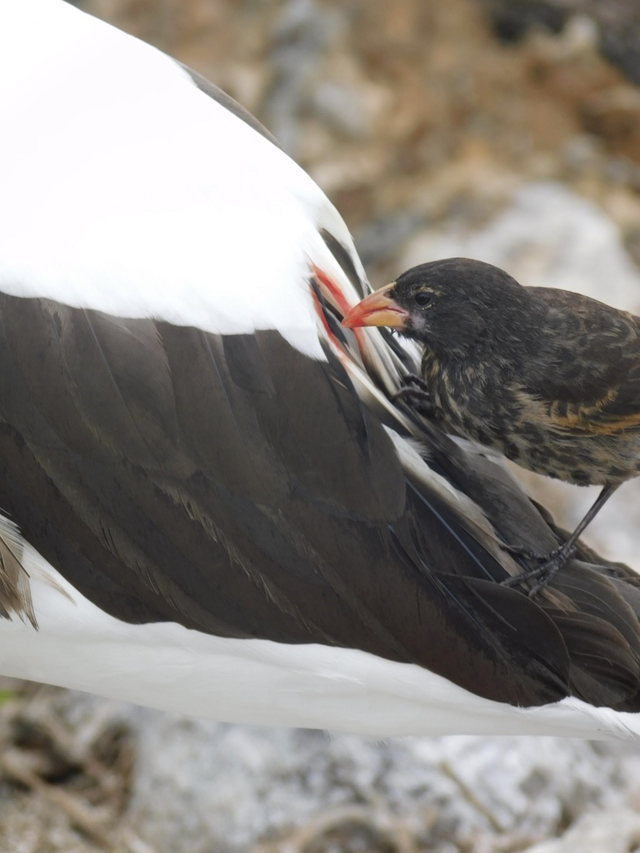 Chim sẻ ma cà rồng hút máu con mồi để tồn tại - Hình 2 Chim se ma ca rong hut mau con moi de ton tai-Hinh-2